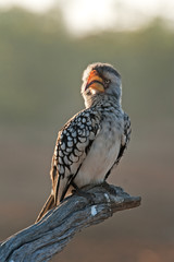 southern yellow billed hornbill, tockus leucomelas, South Africa, Kruger National park