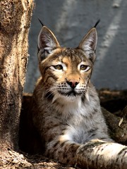 Lynx next to a tree trunk