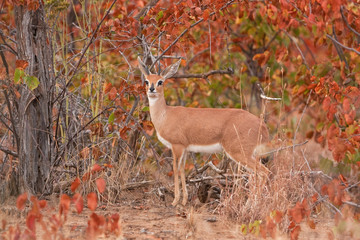 steenbok, raphicerus campestris, antelope, South Africa, Kruger National park
