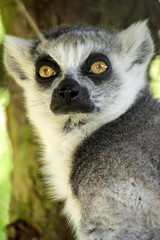 ring tailed lemur looking serious