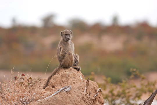chacma baboon, papio ursinus, cape baboon, South Africa, Kruger National park