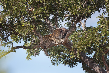 leopard, panthera pardus, South Africa, Kruger national park