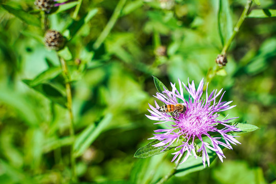 abeille qui butine sur une fleur mauve