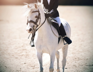 White beautiful pony with baby-rider in the saddle on a bright Sunny day.  They perform together in...
