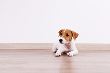 Cute two months old Jack Russel terrier puppy with folded ears. Small adorable doggy with funny fur stains. Close up, copy space, wood textured floor and white wall background.