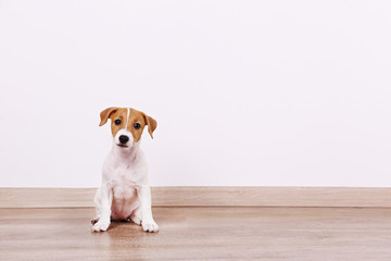 Cute two months old Jack Russel terrier puppy with folded ears. Small adorable doggy with funny fur...