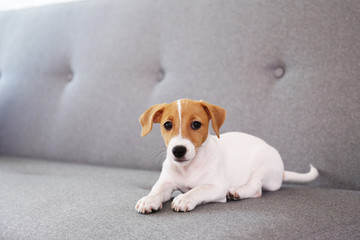 Cute two months old Jack Russel terrier puppy with folded ears lying on grey textile couch. Small adorable doggy with funny fur stains. Close up, copy space, background.