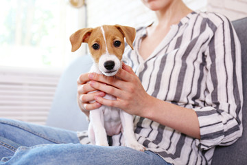 The cutest two months old Jack Russel terrier puppy named Maisie sleeping on woman's lap. Small adorable doggy with funny fur stains lying with owner. Close up, copy space, isolated background.