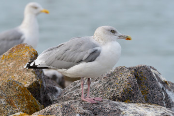 Silbermöwe an der Ostsee