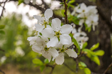 spring flowers of wild Apple tree close-up