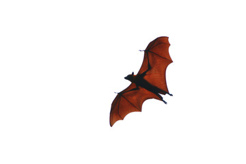 Obraz premium One bat spreading brown wings.