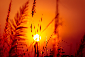 Beautiful scenery silhouette of grass flowers and sunset atmosphere  M