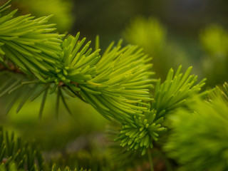 Young branches spruce closeup in spring