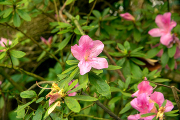Azalea flowers - pink - close up