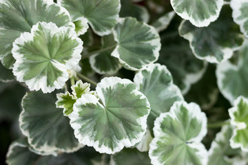 Vegetative background, juicy leaves of variegated pelargonium. Floral background. - 278930673