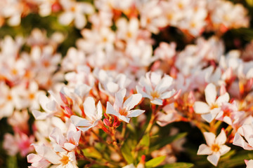 Beautiful floral background. Blooming pink oleander