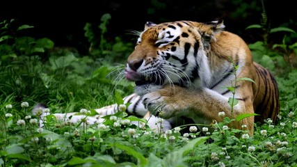 Tiger licking her paw
