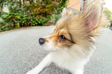 Portrait of pomeranian dog sitting on street. Pomeranian spitz sitting on street