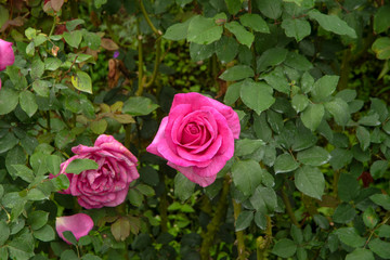 Rose blooms - pink - one fresh and one overblown