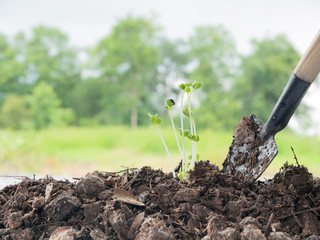 seedlings growing in soil with a complete mineral
