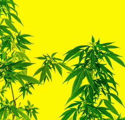 Cannabis Marijuana plants against yellow background