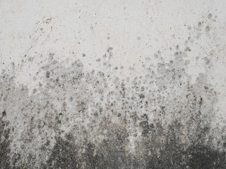 Fungus on concrete walls