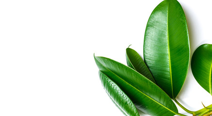 Ficus elastica, rubber fig leafs isolated white background