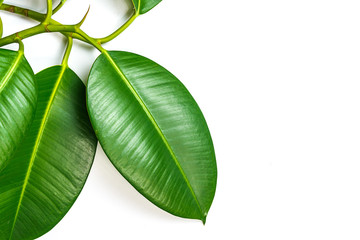 Ficus elastica, rubber fig leafs isolated white background