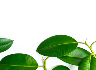 Ficus elastica, rubber fig leafs isolated white background