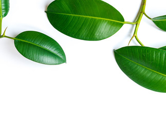 Ficus elastica, rubber fig leafs isolated white background