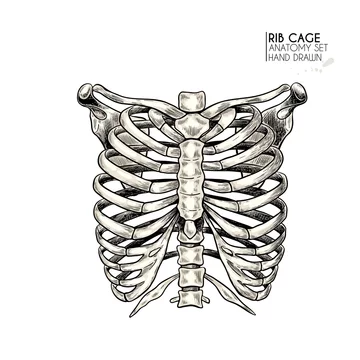 Hand Drawn Anatomy Set Vector Human Body Parts Bones Rib Cage Or Chest Bones Vintage Medicinal Illustration Use For Haloween Poster Medical Atlas Science Realistic Image Stock Vector Adobe Stock