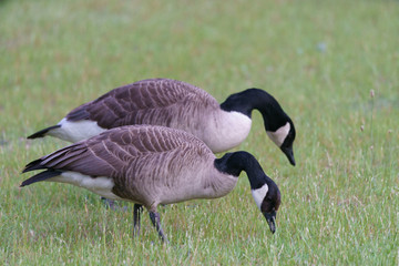 The Canada goose (Branta canadensis) is a large wild goose with a black head and neck, white cheeks, white under chin, and a brown body. Brave wild geese in Dusseldorf park
