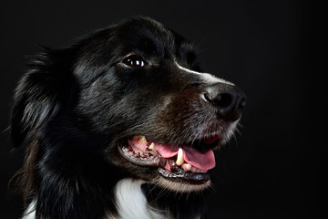 Studio Shot of a black and white Border Collie