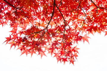 Maple leaves in Autumn season.