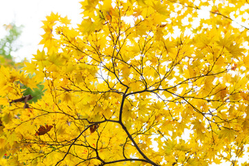 Maple leaves in Autumn season.