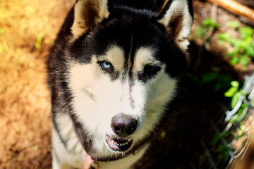 Siberian husky, black and white. The eyes have 2 colors, blue and brown, stared at the front.