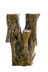 The stump of the tamarind tree has a broken bark that has been cut due to the termite being eaten, causing the tree to die,On white background,With paths.