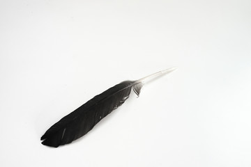 Black feather on a white background with empty space