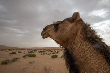 camel in desert closeup
