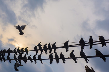 Fototapeta na wymiar Many groups of birds gather on high voltage lines.