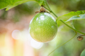 Fresh green passion fruit hang on vine in the garden fruit