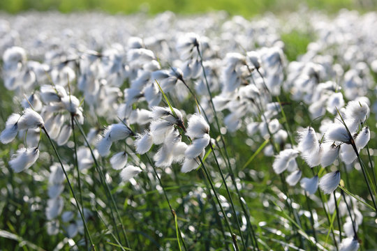 Eriophorum polystachyon. Abundant flowering cotton in the summer on the Yamal Peninsula