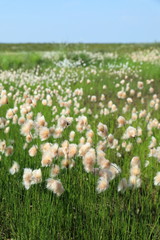 Eriophorum russeolum. The plant is Cottongrass on a bog in Western Siberia