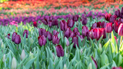 Violet, pink and red tulip fields in a flower garden.