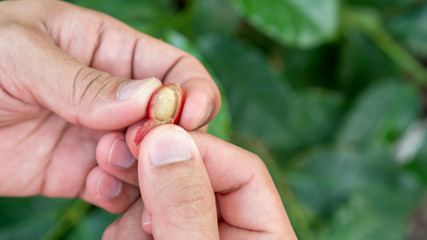 Man peel an arabica coffee bean on a coffee leaves background.