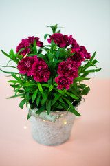 Cloves (Dianthus) in small pot on pink underground, birthday greeting