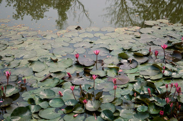 pink lotus flowers and dark green leaves in tropical pond, Sukhothai. Thailand