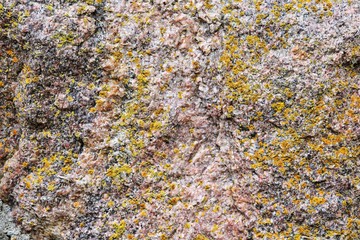 autumn leaves background