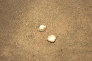 Fototapeta na wymiar shells in sand
