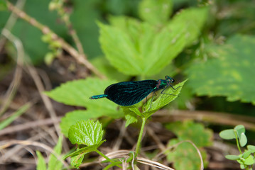 Calopteryx splendens